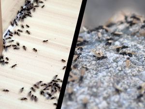 Supporting image for story: Flying Ant Day UK: When is Flying Ant Day? Why do flying ants suddenly appear? How harmful are flying ants?