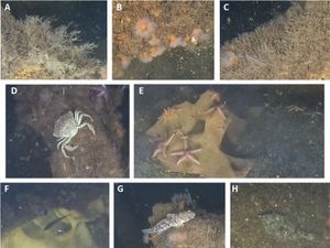 Supporting image for story: Scientists find marine life thriving on Second World War explosives in sea