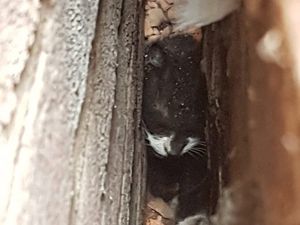 Supporting image for story: Mystery as cat found trapped in tiny wall cavity