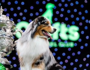 Crufts has seen a record proportion of international entries