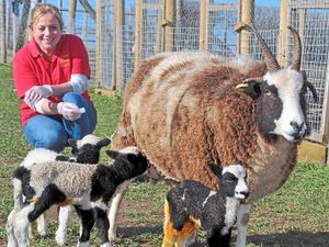 Supporting image for story: Spring has sprung as new lamb triplets arrive at Telford animal park