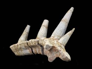 Supporting image for story: Dinosaur with elaborate armour and spikes one of the ‘strangest ever discovered’