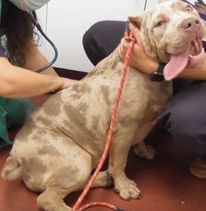 Hela, one of the puppies with a cropped ear