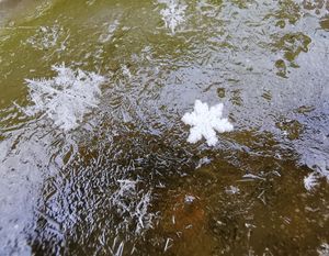 Snowflakes taken in Dawley, Telford. Photo: Liam Ball 