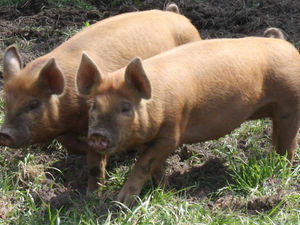 Supporting image for story: Has the Chancellor missed a trick?