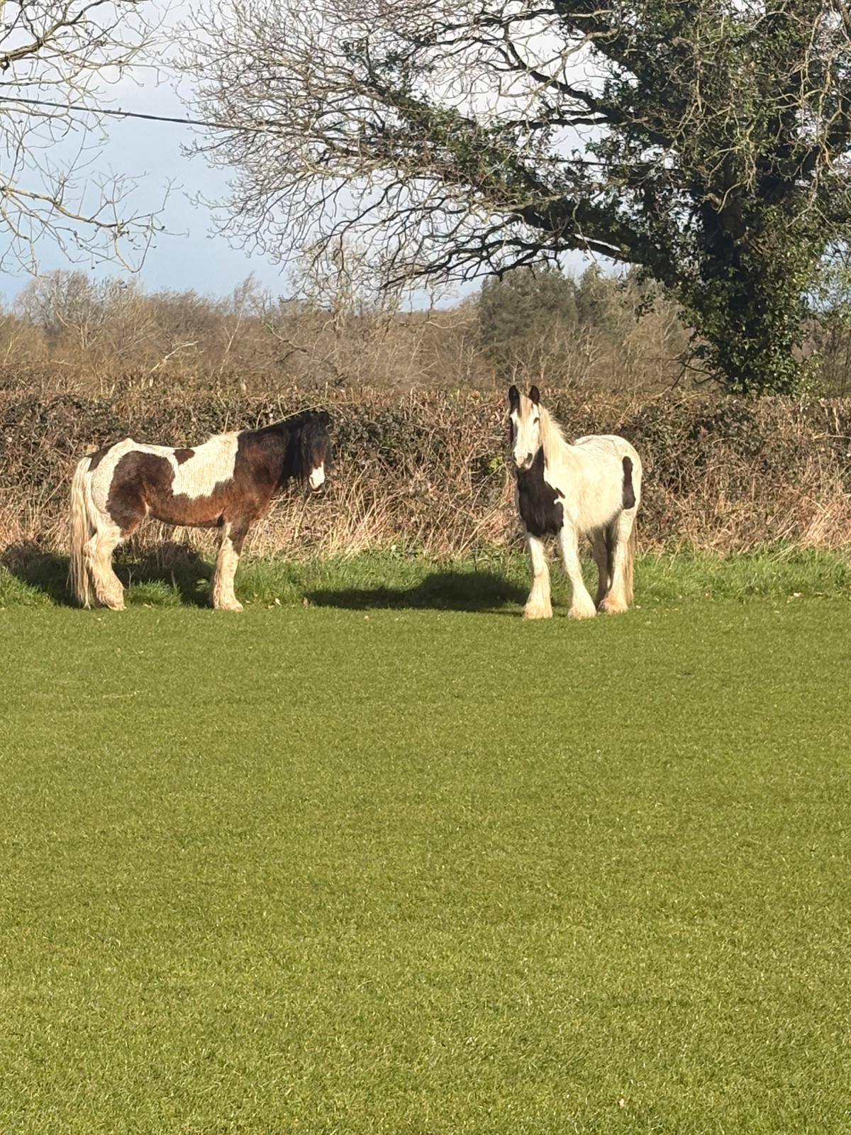 Police appeal for information on two loose horses found in Staffordshire road