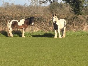 Supporting image for story: Police appeal for information on two loose horses found in Staffordshire road