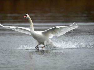Supporting image for story: Errant swan captured on M5