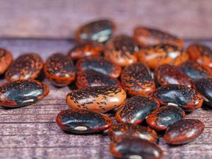 Supporting image for story: £38m ‘virtual’ centre to study ‘alternative proteins’ launched