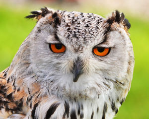An eagle owl