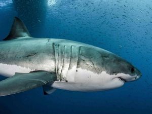 Supporting image for story: Great white shark’s giant genome could help humans