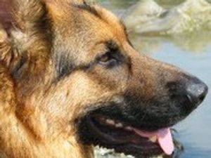 Supporting image for story: Plea to raise £15k for Walsall charity dog’s vital surgery