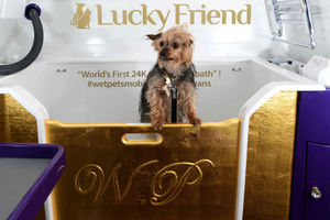 Spartacus the Yorkie helping to showcase the worlds first ever 24k gold bath at the Birmingham National Exhibition Centre (NEC) during the Crufts Dog Show