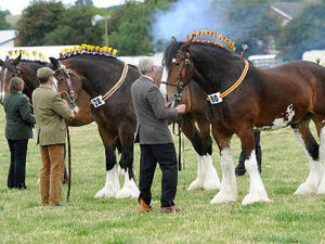 Supporting image for story: Shropshire shows and festivals galore