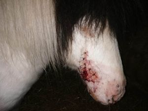 Rocky needed stitches