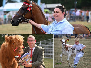 Supporting image for story: Minsterley Show celebrates 150 years: 15 pictures of sunshine, smiles and Shropshire tradition