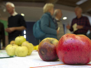 Supporting image for story: Visitors try out apple delicacies at Shrophire fair