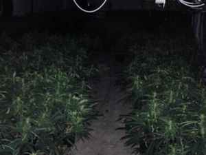 Supporting image for story: IN PICTURES: More than 1,000 cannabis plants seized from Smethwick drugs factory
