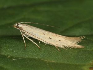 Supporting image for story: Scientists hail ‘sensational’ new moth species discovery