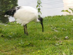 Supporting image for story: Strange bird on the moat