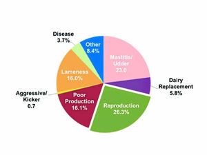 Supporting image for story: Farming Talk: Effective plan offers help to cut lameness