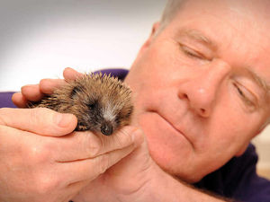 Supporting image for story: Gentle touch helps stressed hedgehogs in Shropshire