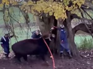Supporting image for story: Watch as firefighters release hapless heifer stuck in a tree