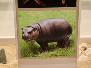 Supporting image for story: Dwarf hippos and elephants in Cyprus ‘driven to extinction by just 3,000 people’