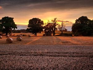 Supporting image for story: Picture of mellow harvest fruitfulness shows off Shropshire's beauty