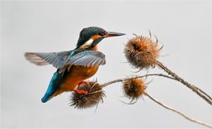 Alan Gripton - Kingfisher