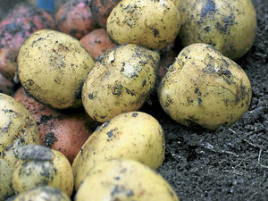 Supporting image for story: Seed potato exports are producing huge rewards