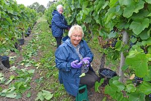 Volunteers at Halfpenny Green Wine Estate are picking grapes every day until mid-October. Pictured: Cynthia Hipkiss