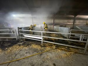 Supporting image for story: Cows rescued from barn fire near Shrewsbury