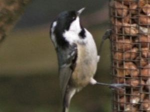 Supporting image for story: Feed the birds - befriending service is a success