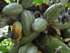 Supporting image for story: Does the future of chocolate lie in genetically engineered cocoa beans?