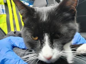 Do you know who this cat belongs to?