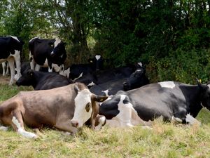Supporting image for story: Stray cows 'mooved' along after blocking road near Oswestry