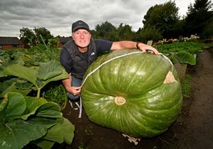 Lee Herrington has grown a huge quarter ton squash in his allotment in Lye