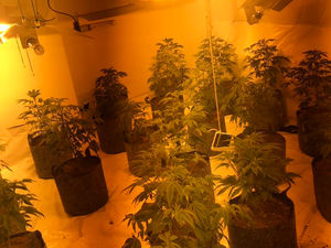 Supporting image for story: Cannabis plants found packed into home after burglary