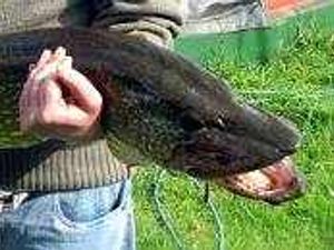 Supporting image for story: Anglers' fury as dead fish found in canals