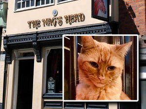 Supporting image for story: Indie the famous Nag's Head pub cat killed by dog