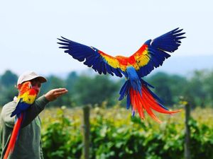 Supporting image for story: Missing parrots spotted in Tettenhall