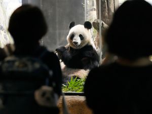 Supporting image for story: Tearful Japanese queue for hours to bid farewell to pandas