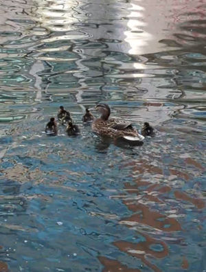 The ducklings were reunited with their mother by an RSCPA officer.