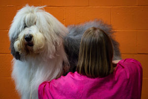 An Old English Sheepdog is groomed at the Birmingham National Exhibition Centre (NEC) for the third day of the Crufts Dog Show. PA Photo. Issue date: Saturday March 7, 2020. See PA story ANIMALS Crufts. Photo credit should read: Jacob King/PA Wire.