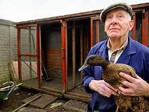 Supporting image for story: Harold devastated as chickens and ducks taken