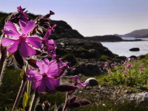 Supporting image for story: Succession star backs calls for Scotland to become first ‘rewilding nation’