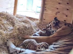 Supporting image for story: Two rare tiger cubs born at UK safari park