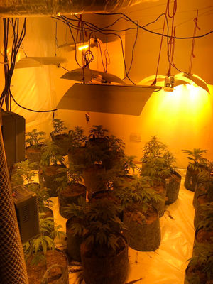Around 150 plants were seized by police.