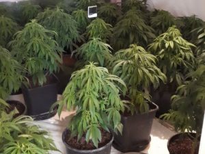 Supporting image for story: Pair jailed over £16,000 cannabis find in Shrewsbury  